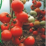 Paradajz kirzhach: recenzije, fotografije, prinos